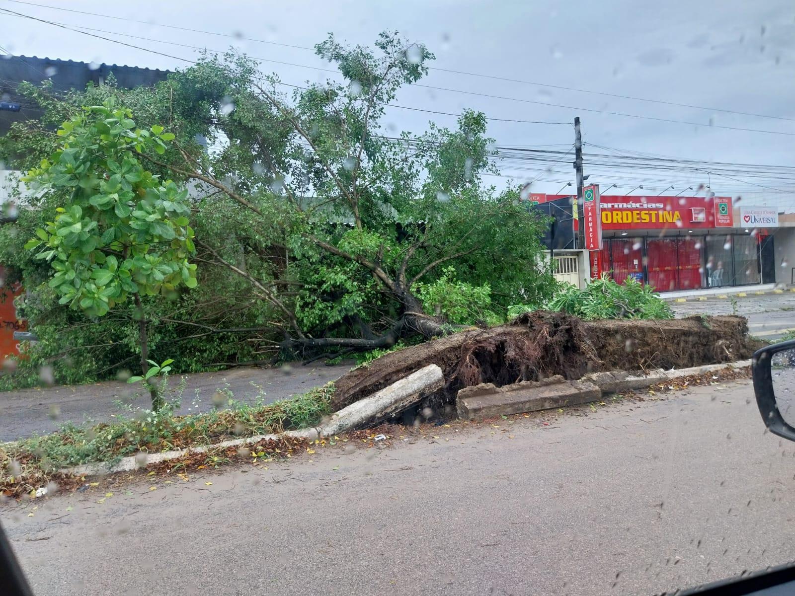 João Pessoa: chuvas e ventos fortes derrubam árvores e deixam cenário de destruição