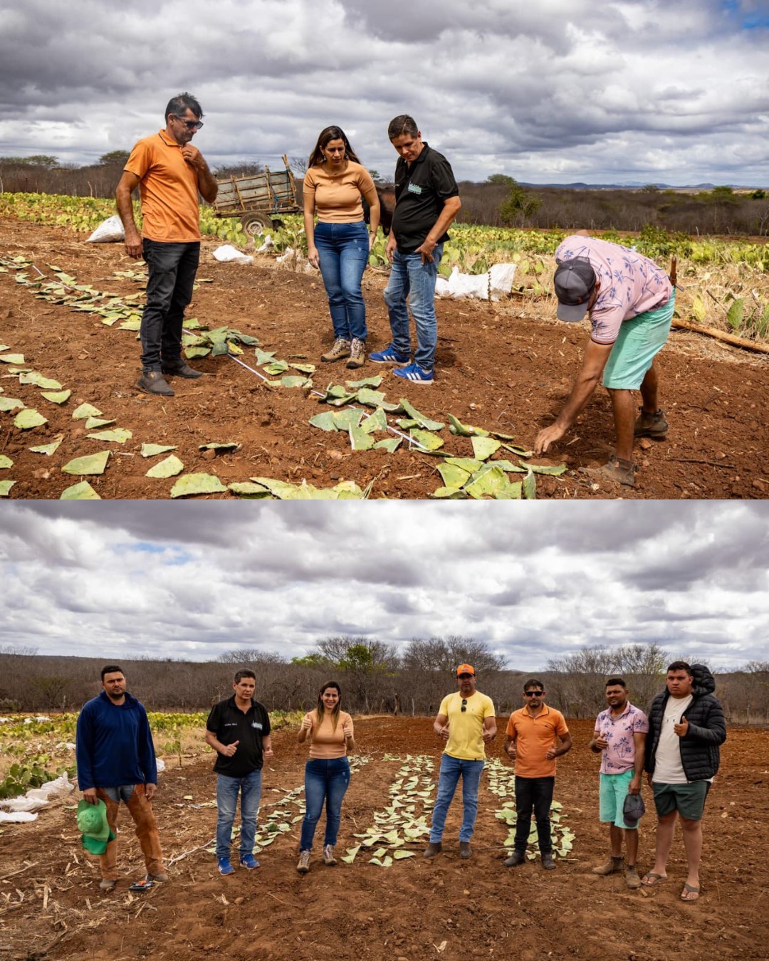 Itapetim: prefeitura implanta técnica de plantio da palma forrageira em parceria com a Associação dos Produtores de Leite