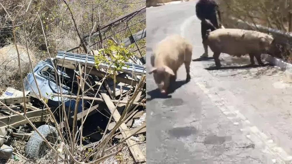 Caminhonete com carga de porcos capota na Serra de Teixeira; duas pessoas feridas